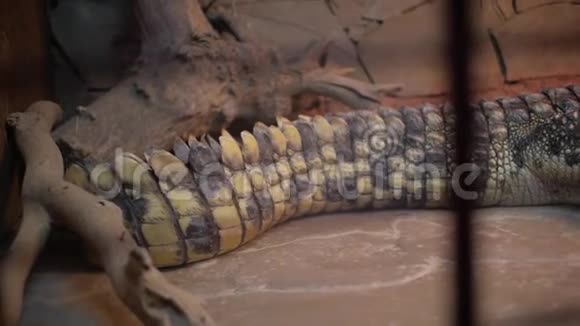 水族馆中的鳄鱼开曼群岛鳄鱼视频的预览图