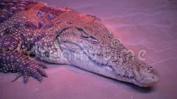水族馆中的鳄鱼开曼群岛鳄鱼视频的预览图