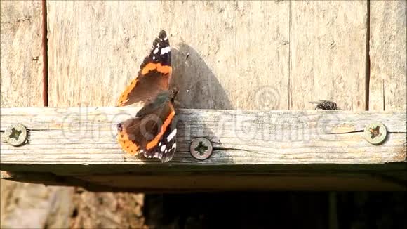 蝴蝶在木墙上飞翔视频的预览图