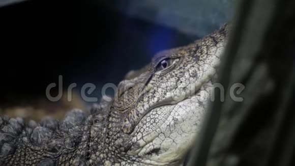 鳄鱼在水族馆里开曼群岛鳄鱼视频的预览图