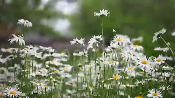雏菊迎风飘舞夏日自然草甸花视频的预览图