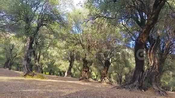 有橄榄树的景观视频的预览图