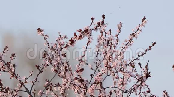 春天的树开花了视频的预览图