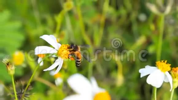 菊花上的大黄蜂视频的预览图