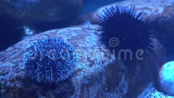 水族馆里的海胆具有稀有海洋生物的海洋馆视频的预览图