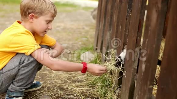 在农场式的动物园里小男孩用稻草喂山羊视频的预览图
