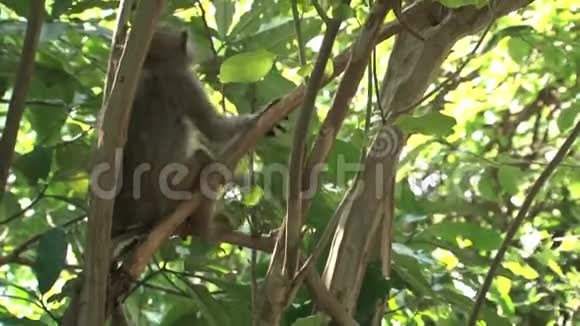 猴子栖息在一棵树上视频的预览图