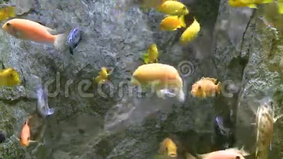 海底动植物群28个中的2个视频的预览图