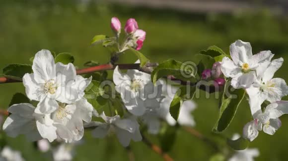 树枝上一棵苹果树上的白花视频的预览图