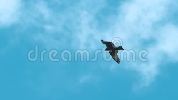 天空中飞翔的鸟视频的预览图