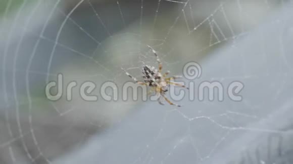 用蜘蛛把蜘蛛网合上巨大的热带蜘蛛网中的金球蜘蛛在他的网上尘土飞扬视频的预览图