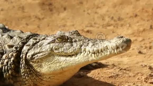 鳄鱼躺在阳光下呼吸等待特写镜头视频的预览图