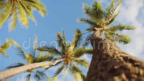 在夏威夷毛伊岛蓝天白云的映衬下仰望令人惊叹的棕榈树视频的预览图