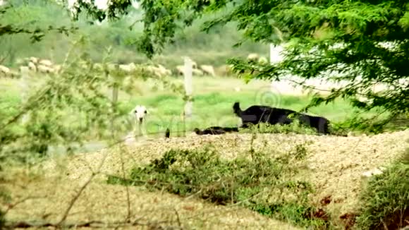 山羊吃草山羊群活动视频的预览图