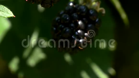 黑莓关闭倾斜相机视频的预览图