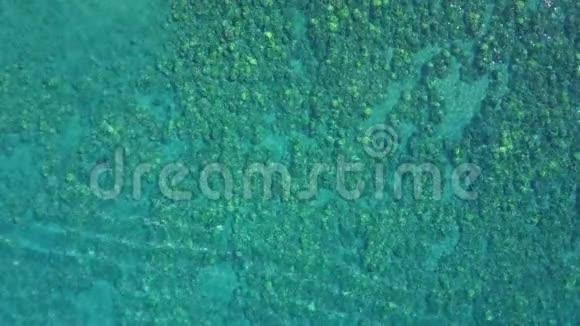 夏威夷毛伊岛上美丽的水晶绿蓝色海水和珊瑚近景视频的预览图
