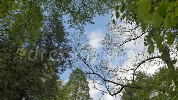 春林中各种树冠与太阳对着蓝天树的底部景色视频的预览图