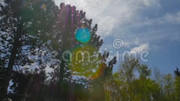 春林中各种树冠与太阳对着蓝天树的底部景色视频的预览图