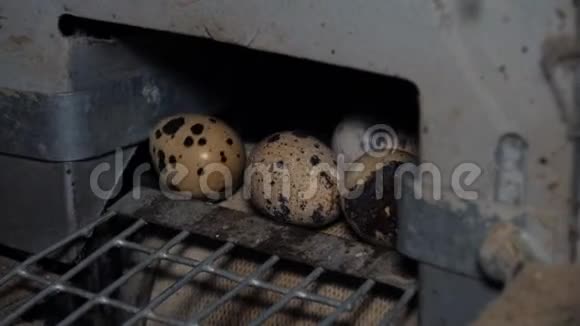 家禽养殖场的鹌鹑蛋视频的预览图