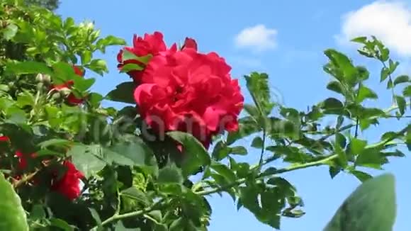 红玫瑰花视频的预览图