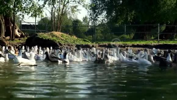鸟场池塘里漂浮着一群鹅禽畜农场的水鸟视频的预览图
