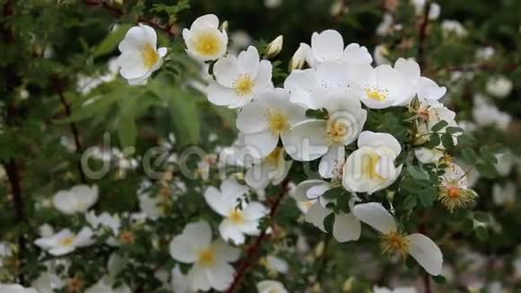 花园里的白色玫瑰臀部视频的预览图