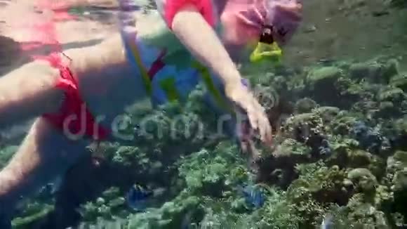 小女孩带着五颜六色的鱼在珊瑚里游泳视频的预览图