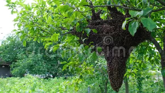 成群结队的蜜蜂形成新的蜂群家族蜜蜂能在某一点上飞行的蜜蜂从蜂巢中飞出他们要去视频的预览图