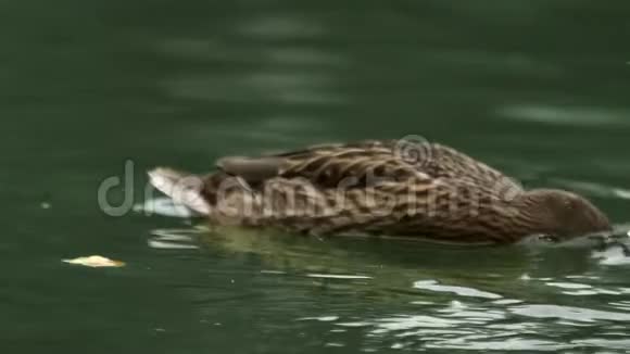 湖中的鸭子吃得慢视频的预览图