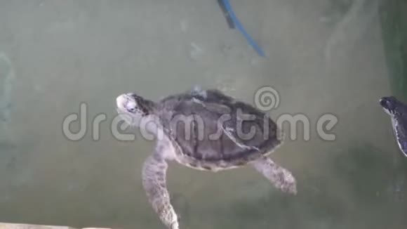 乌龟在水族馆里游泳海龟保护区视频的预览图