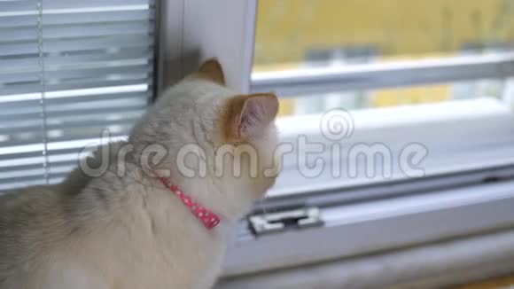 猫从窗户往外看视频的预览图