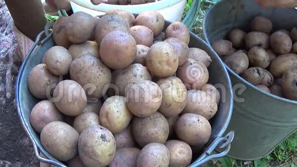 收获土豆的农夫之手视频的预览图