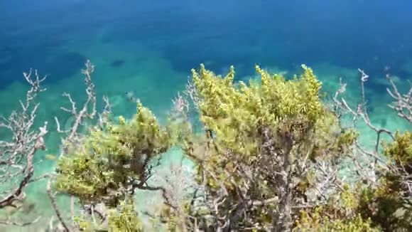 植物海水海洋视频的预览图