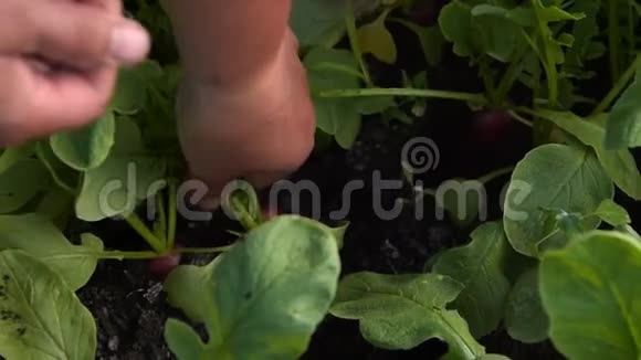 农民采集萝卜视频的预览图