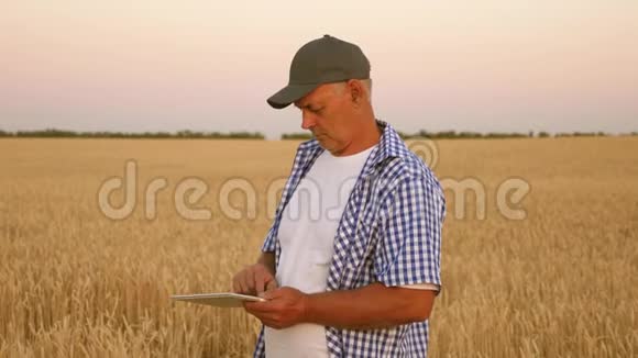 有平板电脑的商人评估谷物收成有平板电脑的农民在麦田工作收获谷物视频的预览图