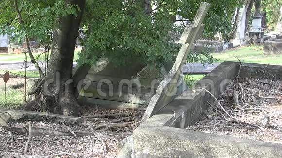 一块倒下的墓碑和一棵树在墓地视频的预览图