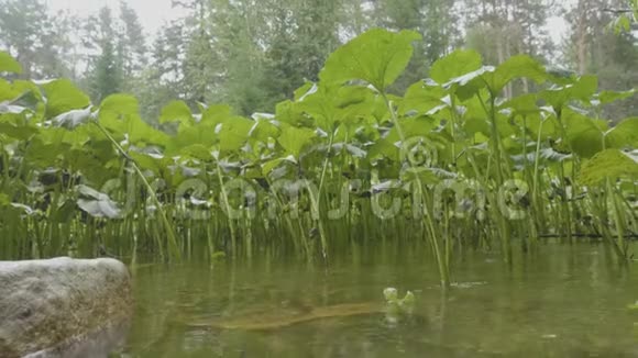 单瓣绿叶过水绿叶过水和植物的背景阳光和绿叶在水中视频的预览图