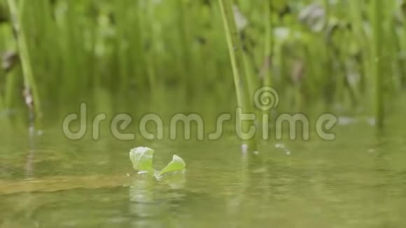 单瓣绿叶过水绿叶过水和植物的背景阳光和绿叶在水中视频的预览图