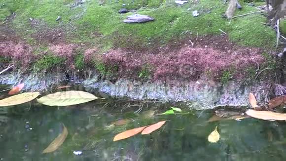 城市溪流中的浮油使苔藓变红放大视频的预览图