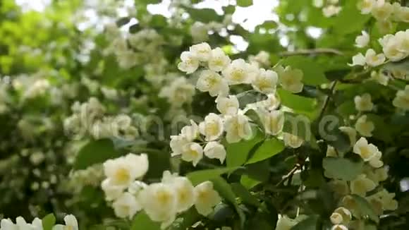 春天苹果花开在白色的背景上春花背景绿叶与绿叶的抽象花境视频的预览图
