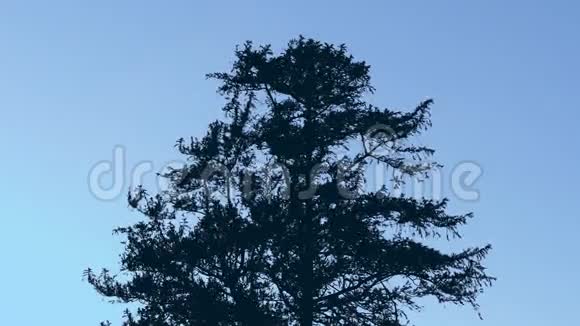 强风中的树剪影视频的预览图