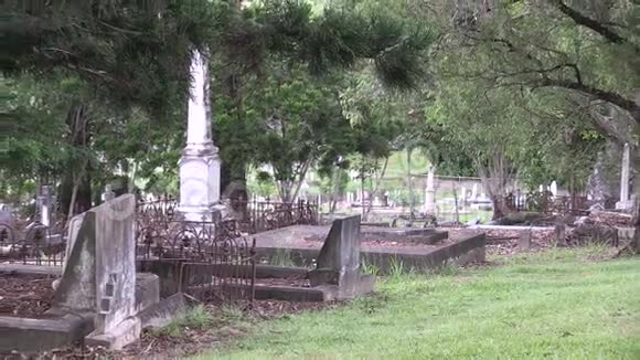 杂草丛生的老墓地放大鸟鸣声视频的预览图