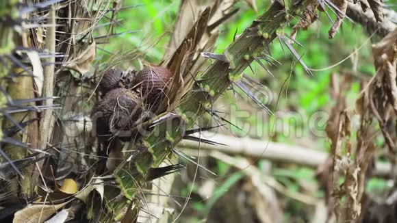 咸在树上生长的蛇果印度尼西亚巴厘视频的预览图
