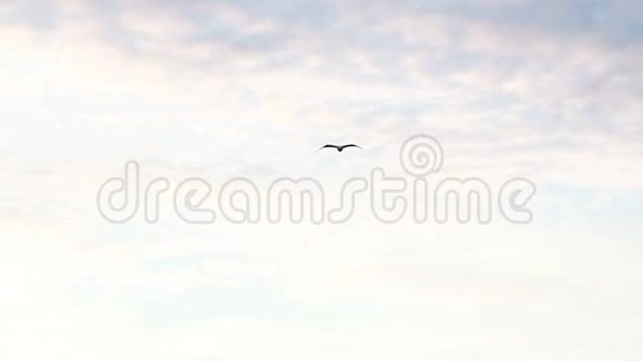 蓝天白云中的单只海鸥飞翔视频的预览图