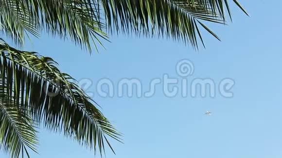 飞机飞过棕榈树的叶子飞过蓝天然后从框架中消失视频的预览图