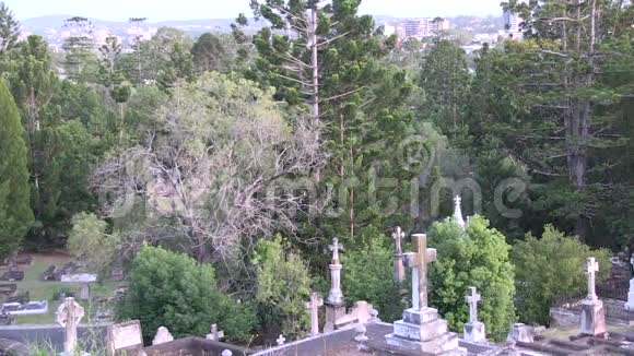 乌鸦的叫声对比的树叶十字架的墓碑似乎树木之间生长视频的预览图