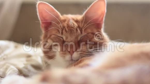 红猫皱着眉头眨着眼睛视频的预览图