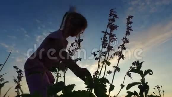 戴眼镜的女孩在草地上收集野花她想做一束花视频的预览图