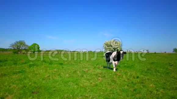一头牛在草地上放牧视频的预览图