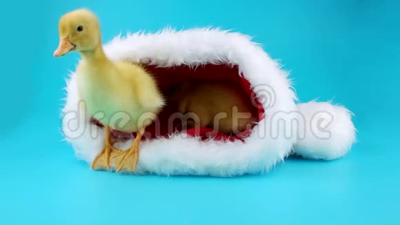 两只刚出生的黄鸭子坐在圣诞老人的帽子里视频的预览图
